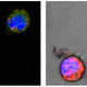 Illustration for article titled A Mitochondrial DNA Transplant Could Help Treat Hundreds Of Diseases